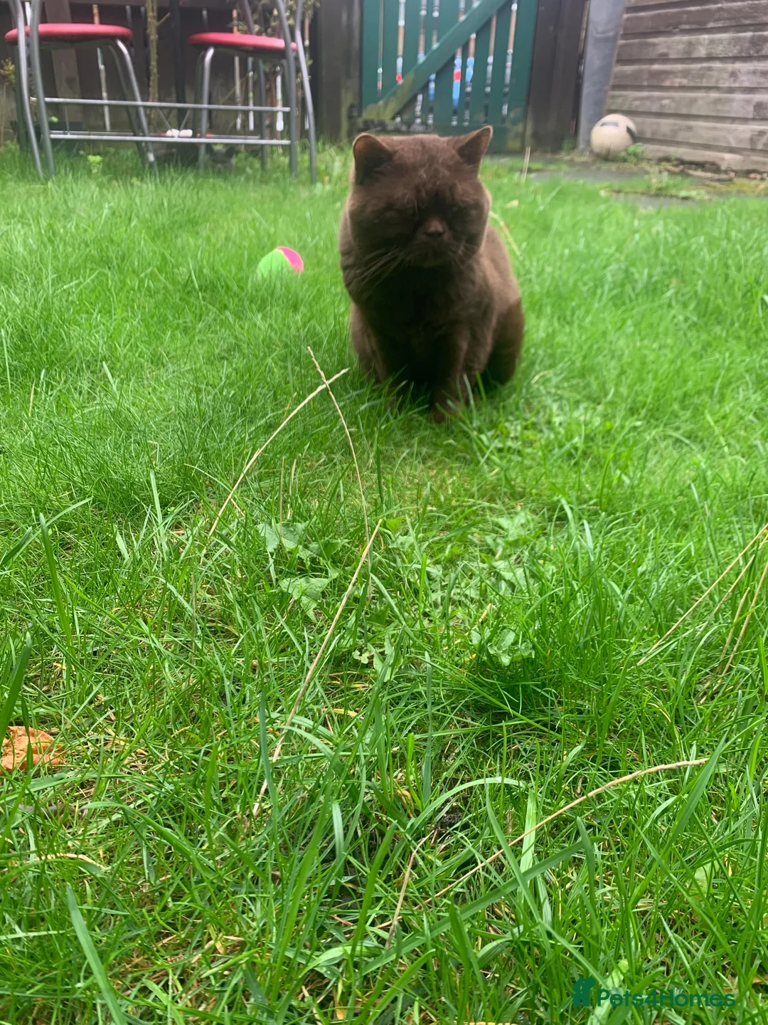 British Shorthair cats for sale: brownie - Advert 2