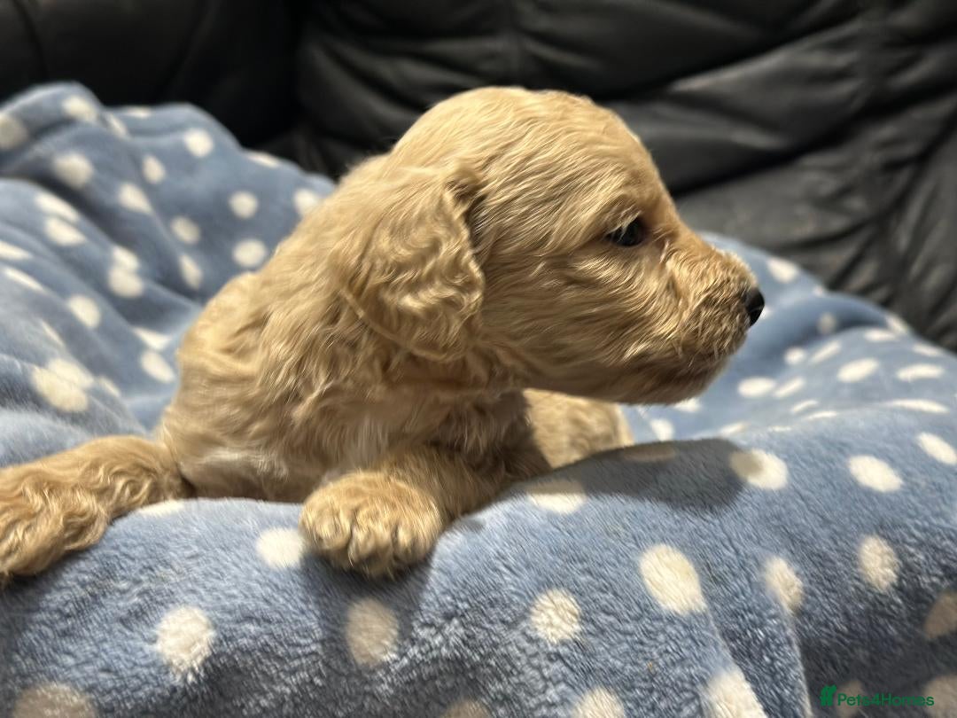 Bernedoodle dogs for sale: F1B STANDARD  BERNADOODLE LAST FEW - Image 28