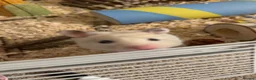 Hamster rodents for sale: Syrian hamster and set up  in Wimborne - Advert 5