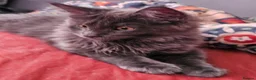 Maine Coon cats for sale: NEW PRICE Registered Blue Pedigree Maine coon baby - Advert 17