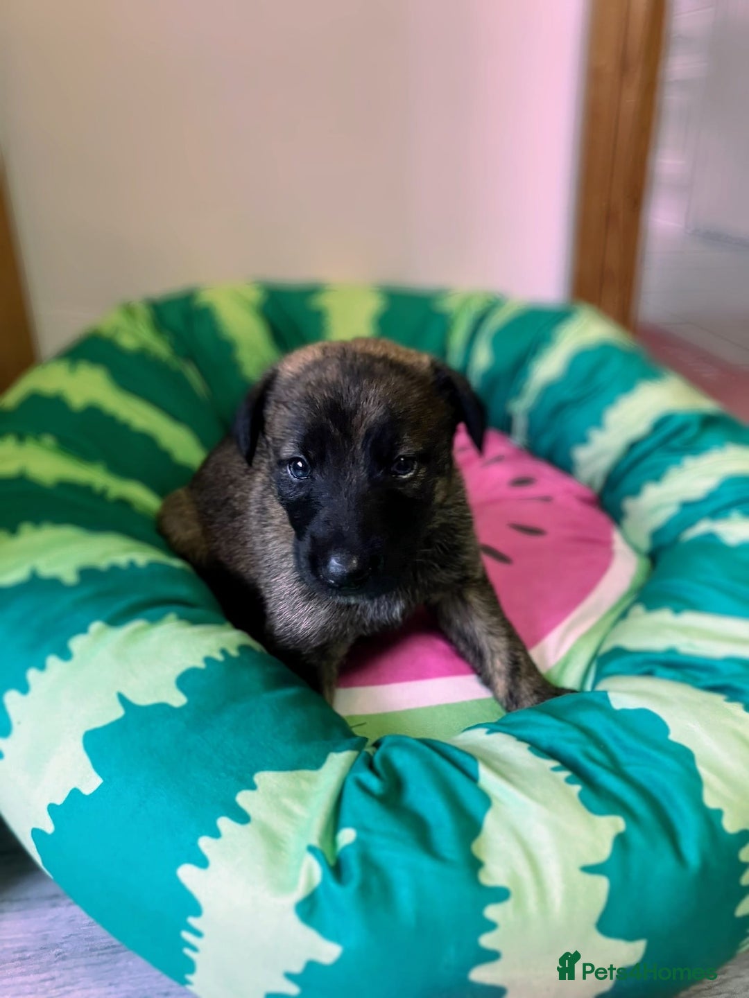 Mixed Breed dogs for sale: German shepherd x Lurcher puppies  - Image 4