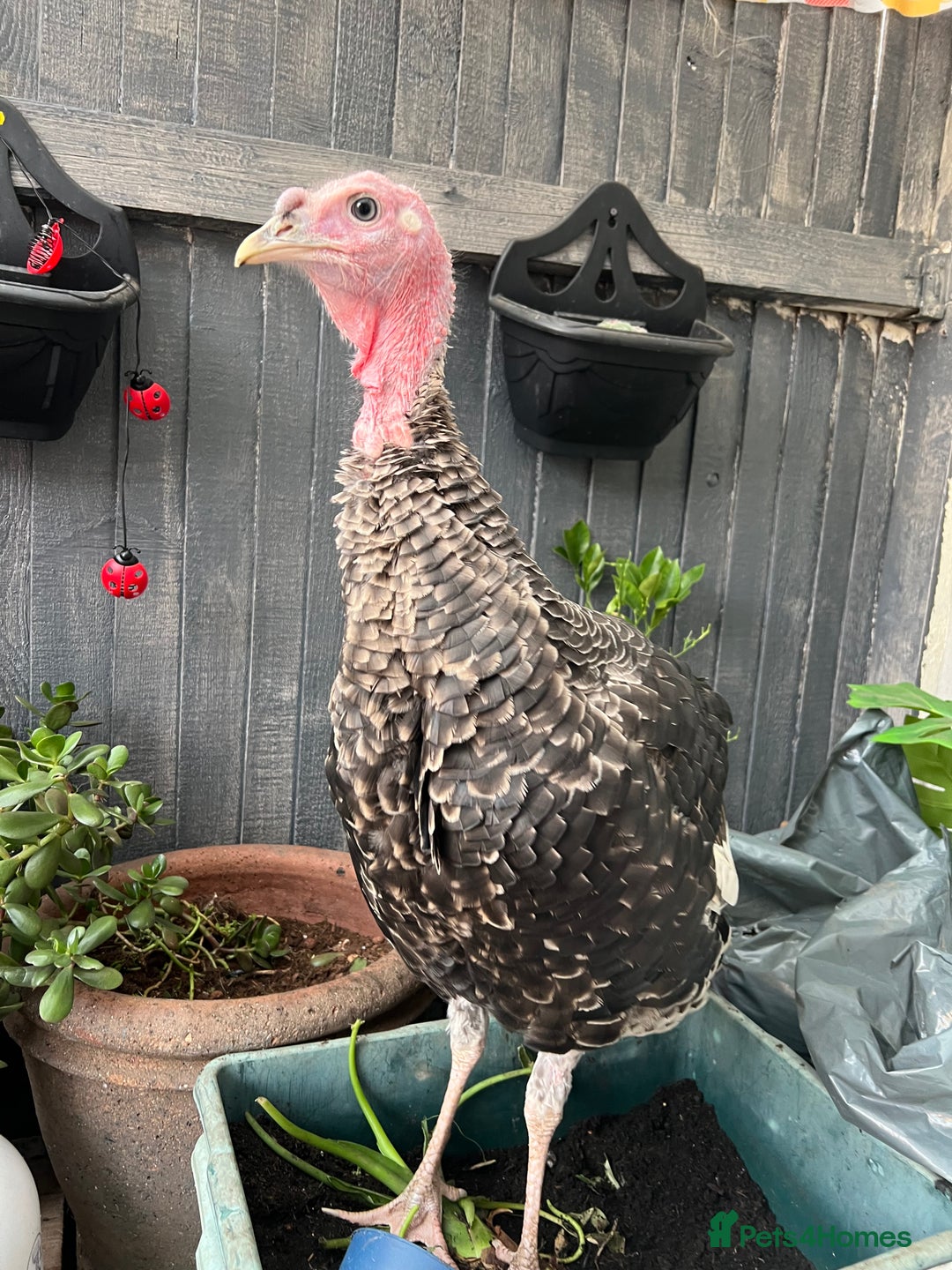 Mixed Breed birds for sale: Norfolk bronze  - Advert 2