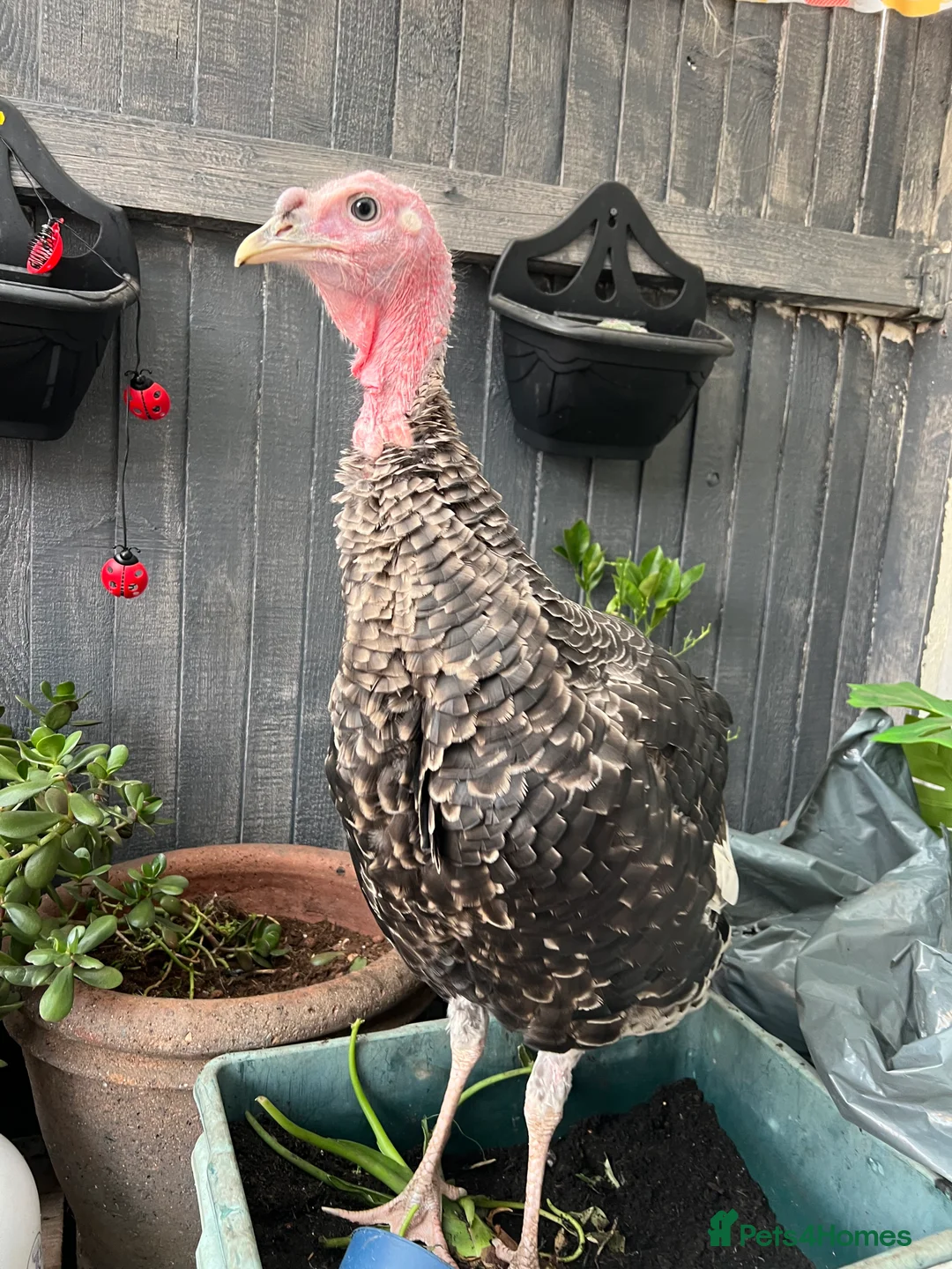 Mixed Breed birds for sale: Norfolk bronze  - Advert 2