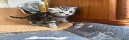 British Shorthair cats for sale: BSH silver tabby and chinchilla GCCF  - Advert 7
