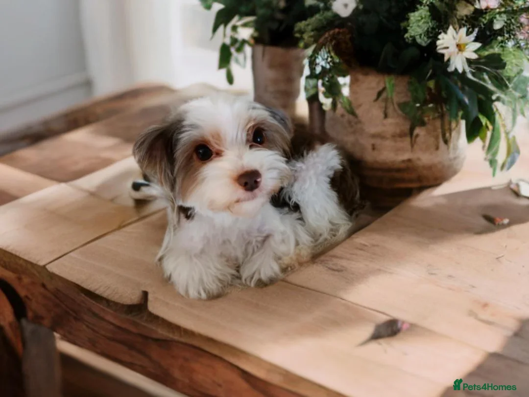 Biewer Terrier dogs for stud: Cutest Biro Boy, Stud!! - Advert 2