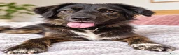 Mixed Breed dogs for sale: Meet Grace: beautiful 2yrs old BrindleCrossbreed - Advert 10