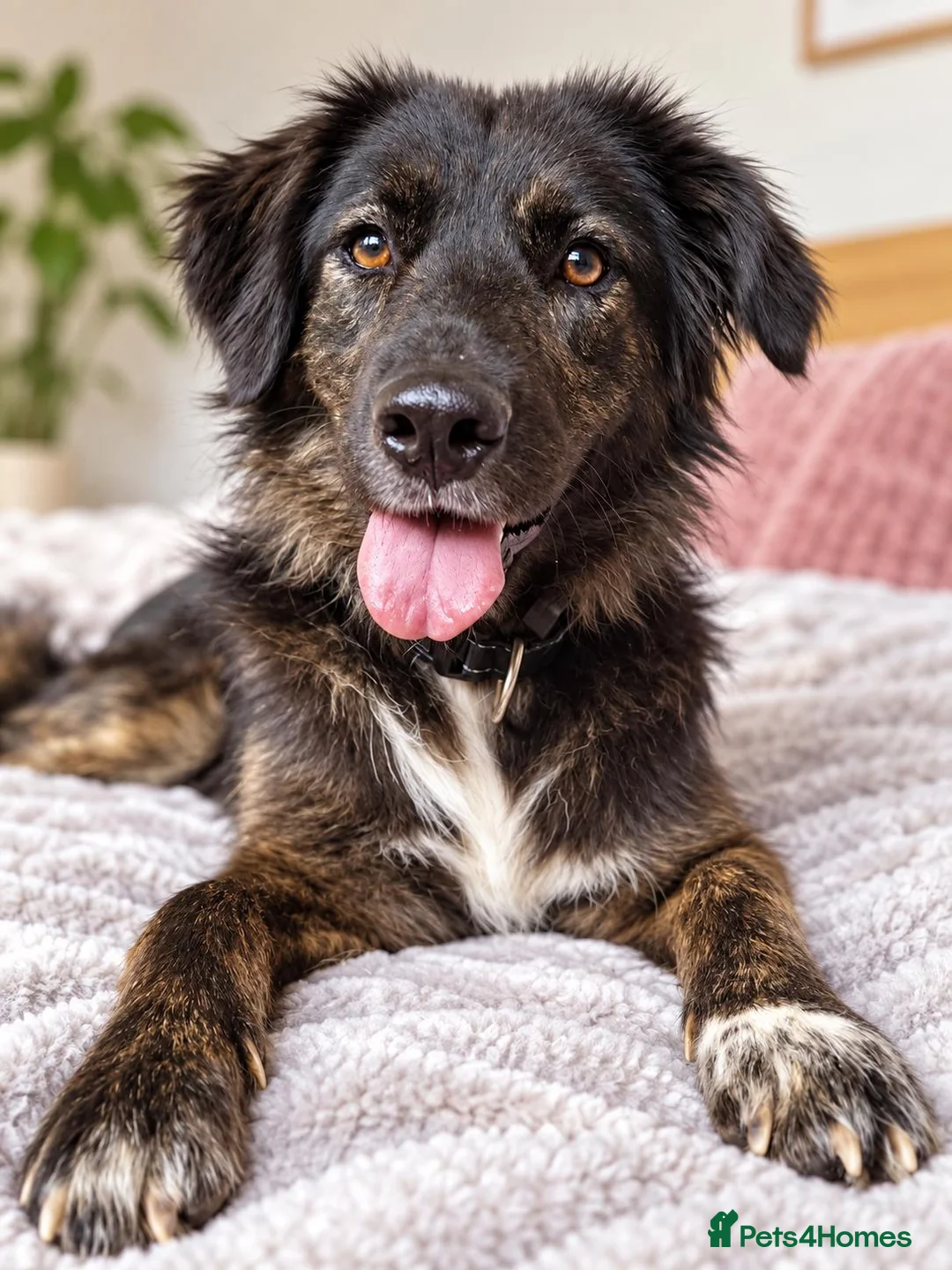 Mixed Breed dogs for sale: Meet Grace: beautiful 2yrs old BrindleCrossbreed - Advert 10