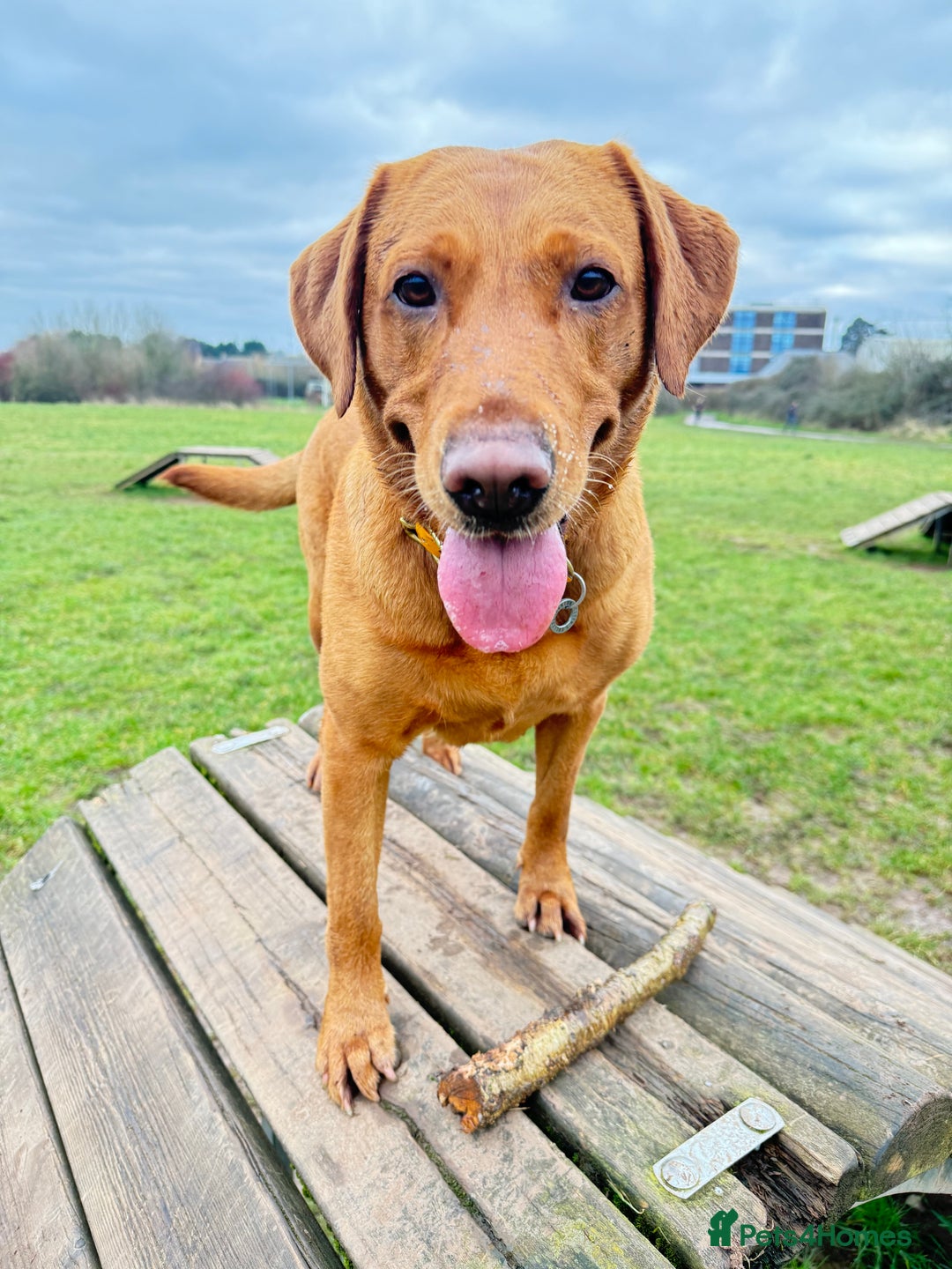 Labrador Retriever dogs for sale: DUE MID-JANUARY. Fox Red Labrador puppies.  - Advert 12