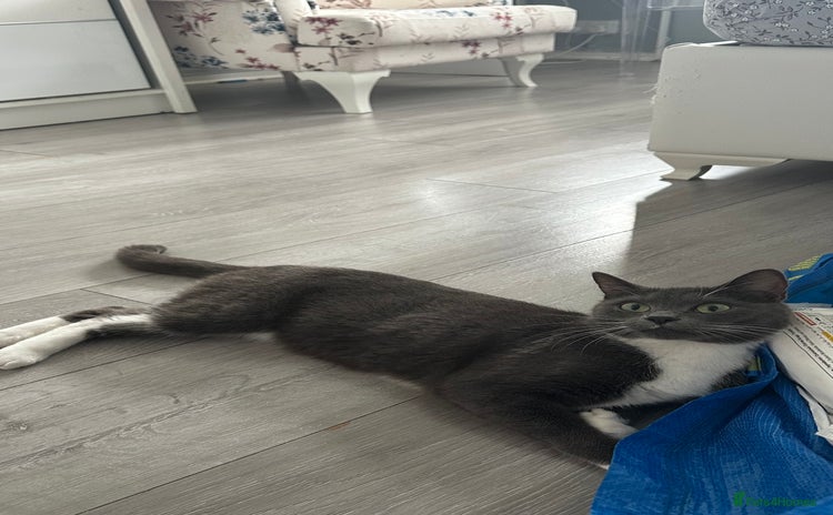 Russian Blue cats - Advert 7