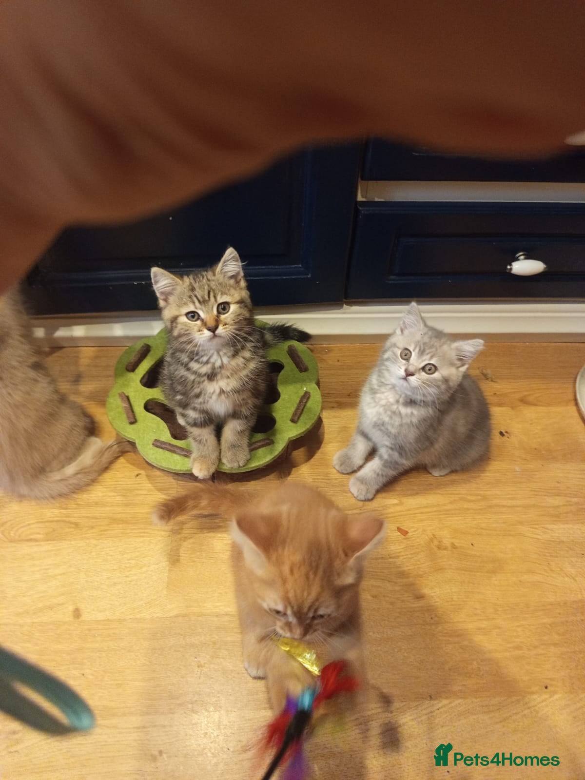 Mixed Breed cats Tabby and blue tortie girls looking forever home  - Advert 15