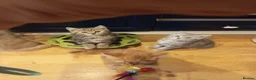 Mixed Breed cats for sale: Tabby and blue tortie girls looking forever home  - Advert 8
