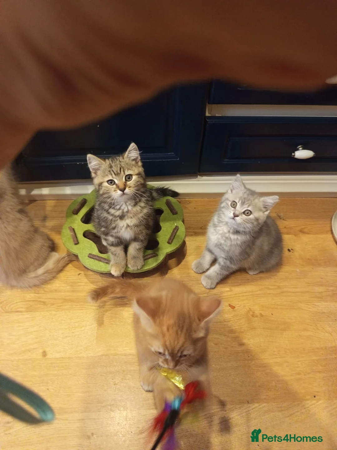 Mixed Breed cats for sale: Tabby and blue tortie girls looking forever home  - Advert 2