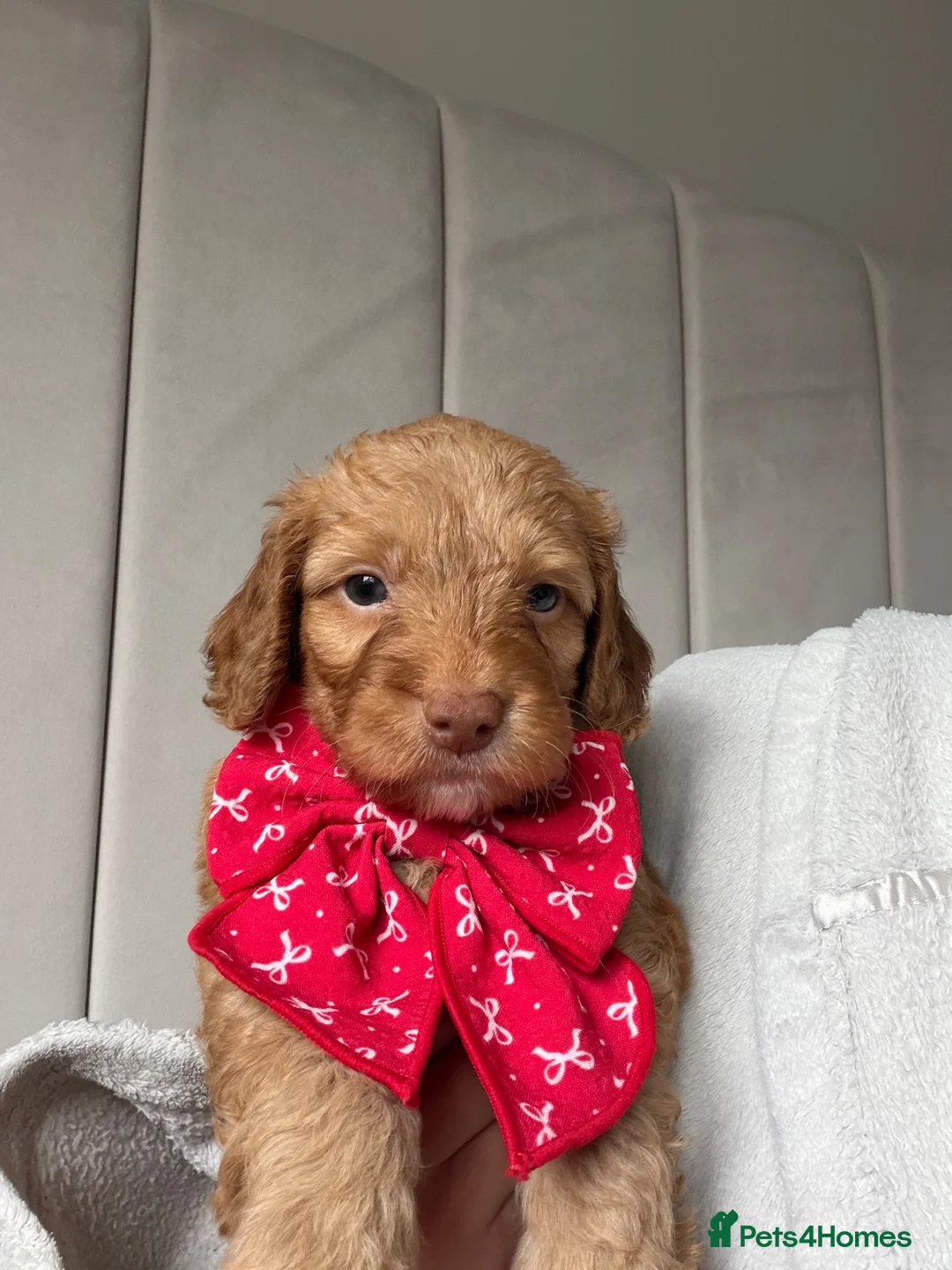 Cockapoo dogs for sale: ( 2 LEFT ) Stunning Cockapoo Puppies DNA Tested  - Advert 2