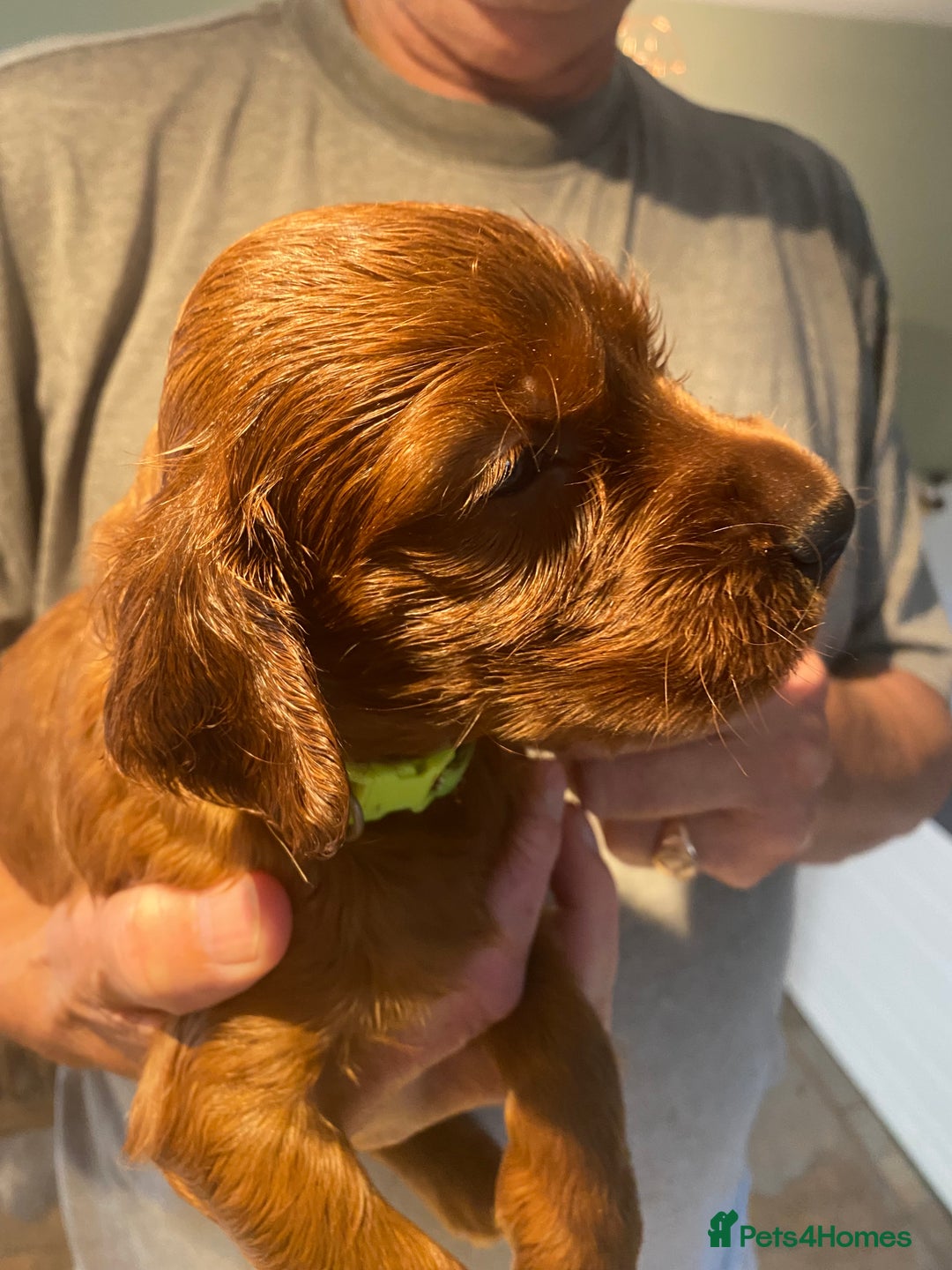 Irish Setter dogs for sale: Stunning Quality bred Irish Setter Puppies - Image 6