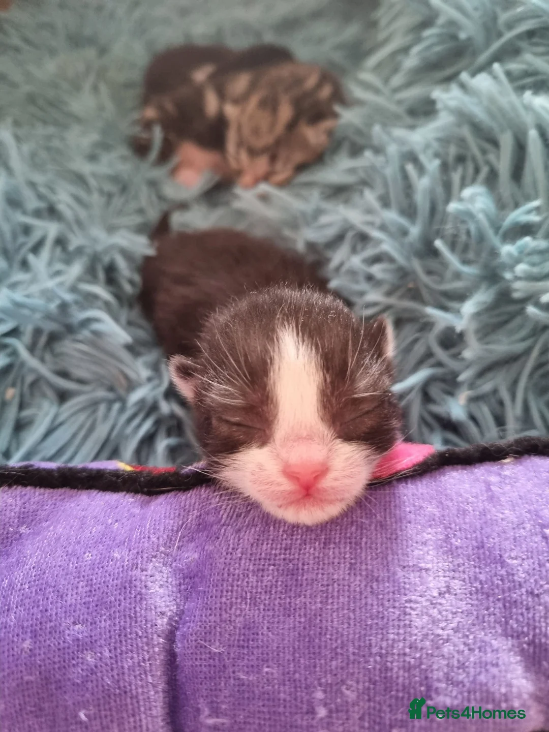 Mixed Breed cats for sale: Fudge  - Advert 9