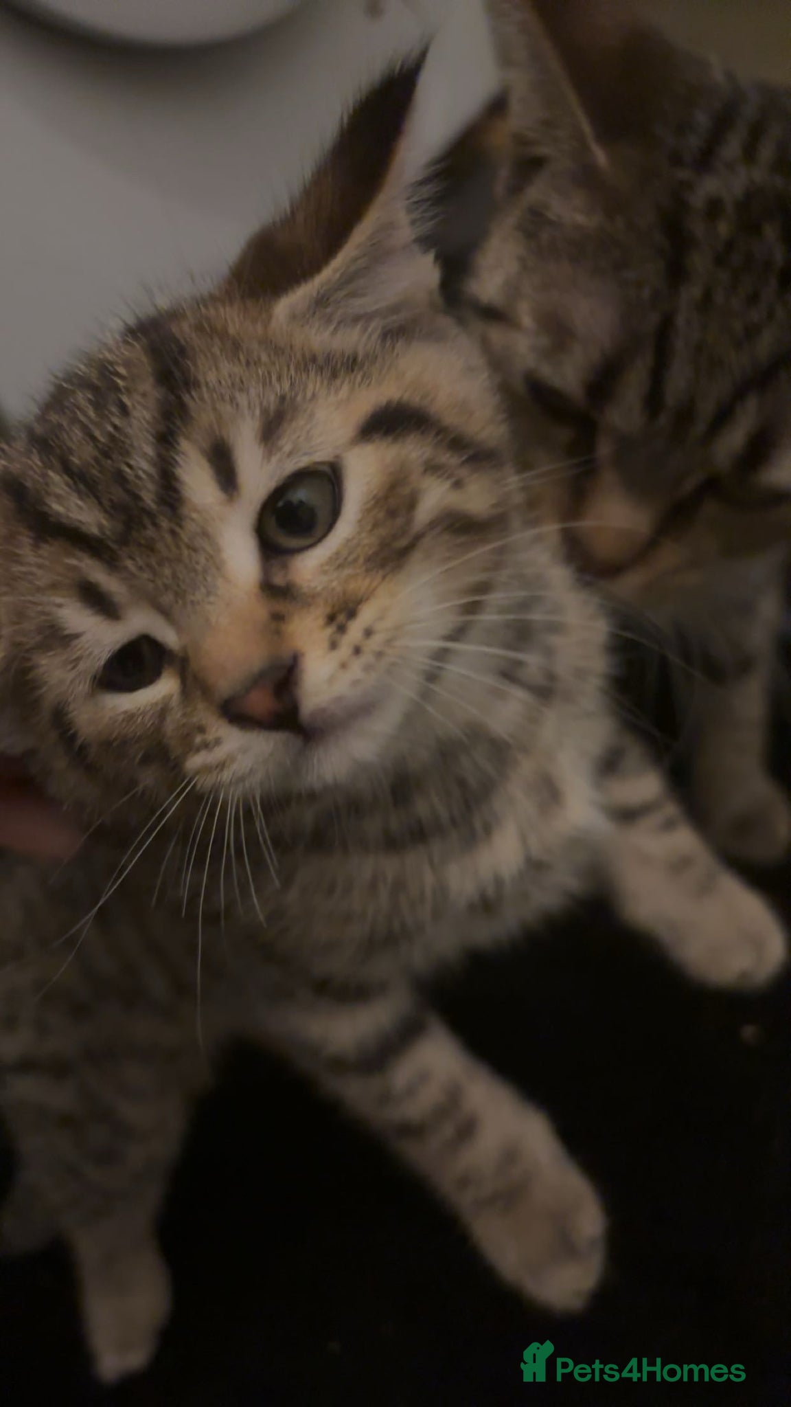 Mixed Breed cats 1 YR OLD MOTHER CAT AND MALE KITTEN TOGETHER  - Advert 1