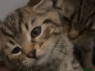 Mixed Breed cats 1 YR OLD MOTHER CAT AND MALE KITTEN TOGETHER - Advert 1