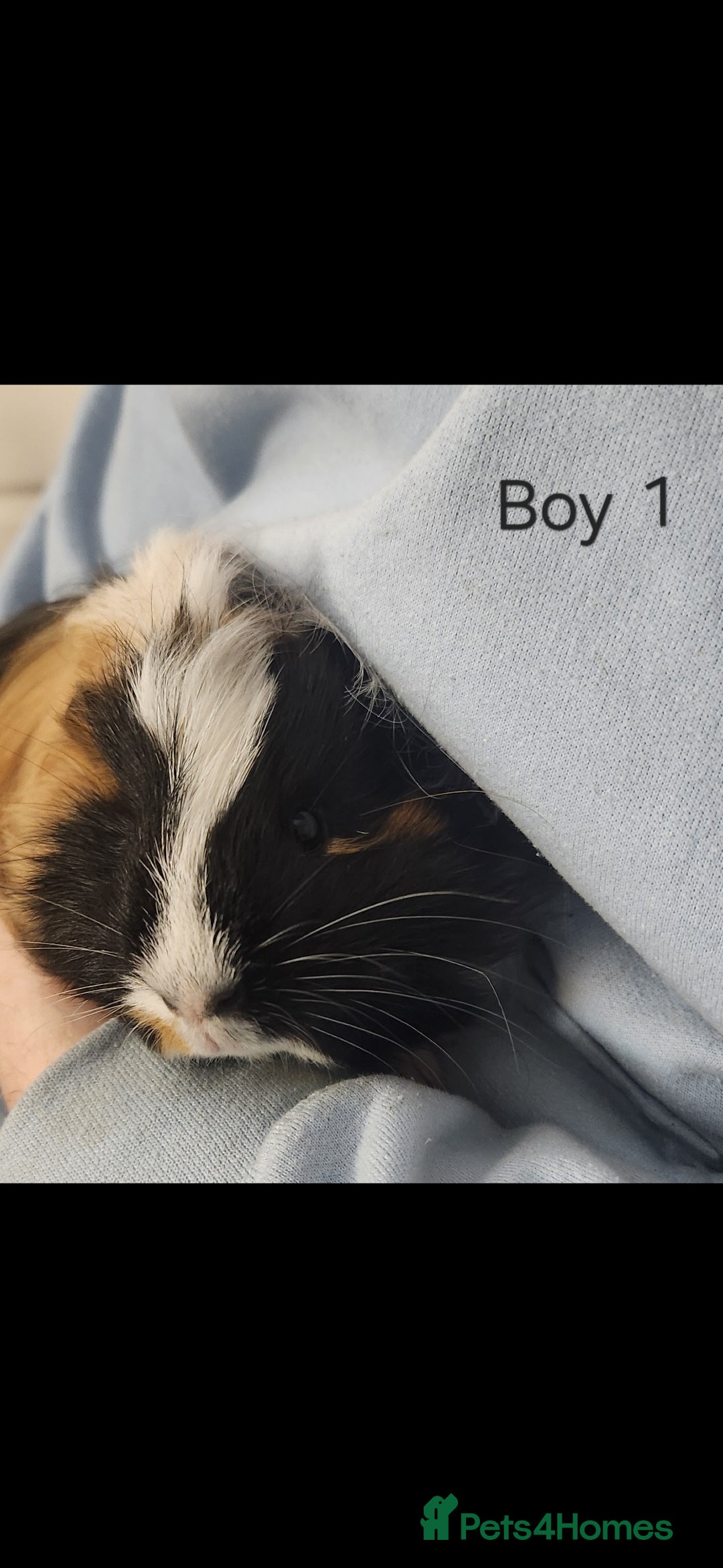 Guinea Pig rodents Adorable Guinea pig - Advert 4