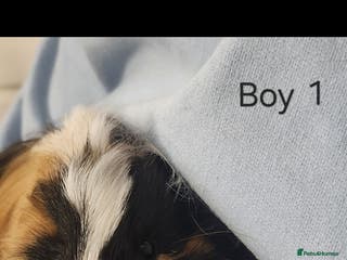 Guinea Pig rodents Adorable Guinea pig - Advert 4