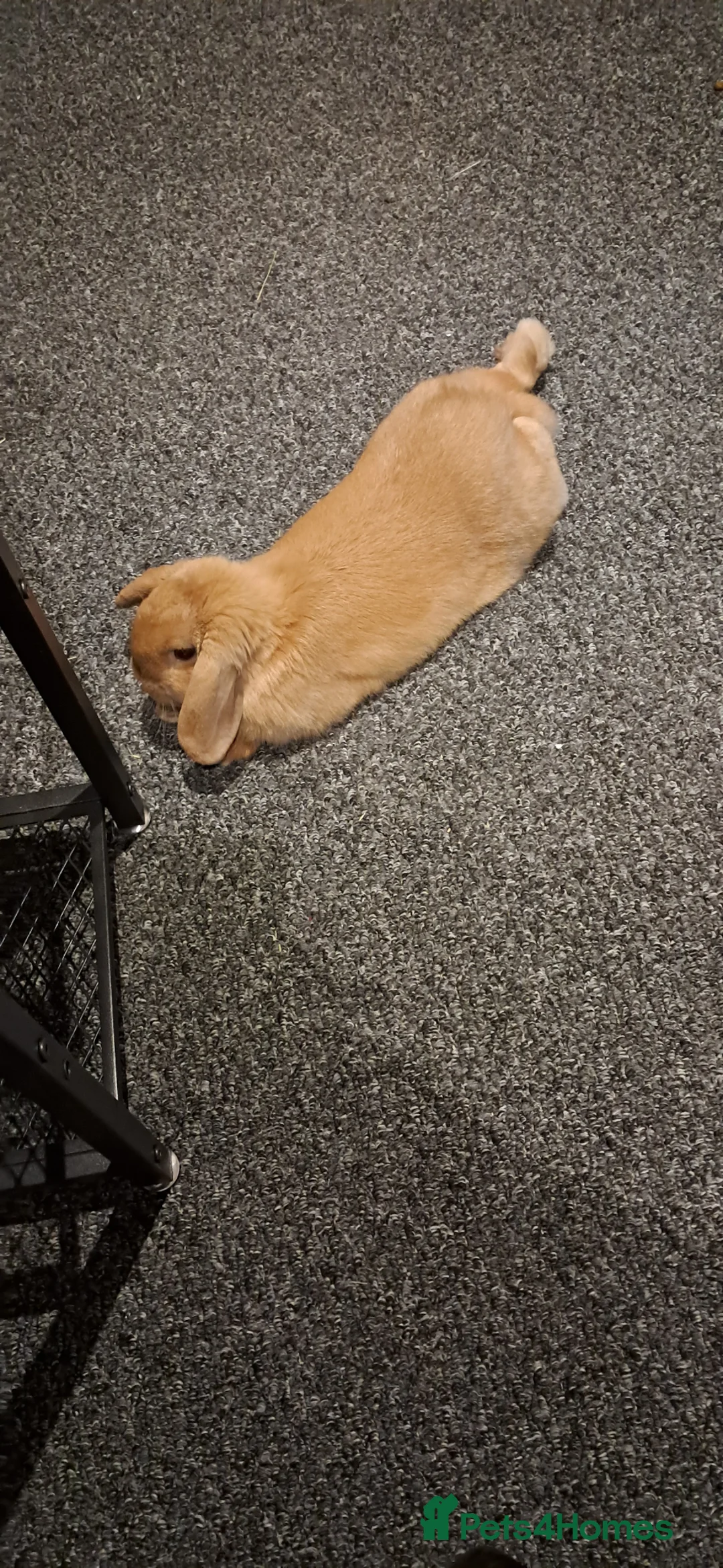 Mini Lop rabbits for sale: Neutered male. Need to re-home asap in Clacton-on-Sea - Advert 2