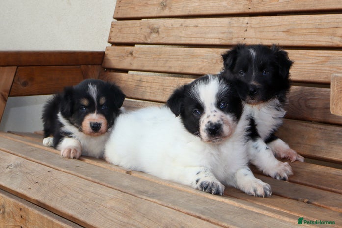 Cheap border collies needing homes in yorkshire Shop Black Friday