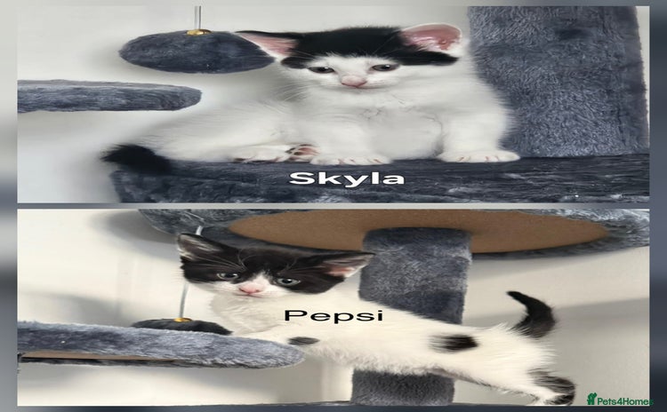 Mixed Breed cats - Advert 13