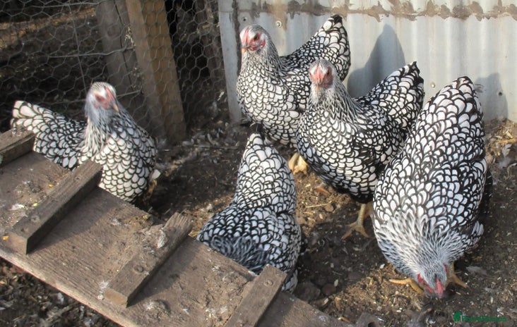 Chickens poultry - Advert 2