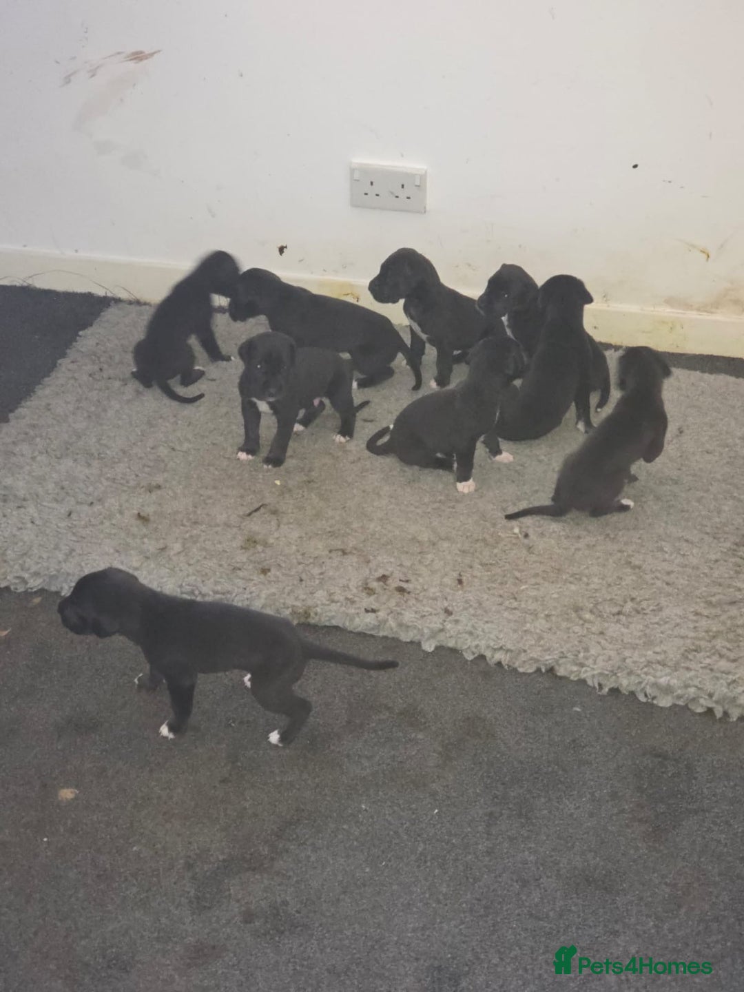 Great Dane dogs for sale: 9 Pure Bred Dane Pups  - Advert 3