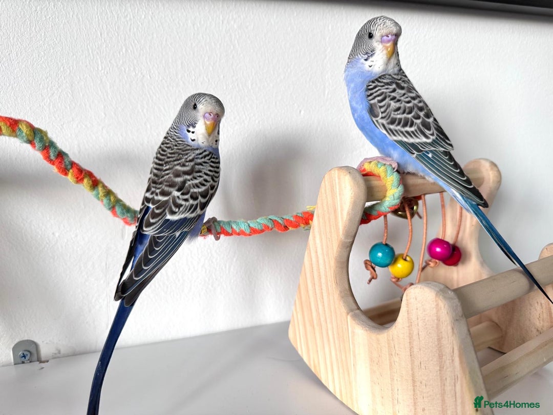 Budgerigars birds for sale: TCB, BW, Spilt BF ,spilt helicopter baby budgies  - Advert 1
