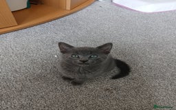 Mixed Breed cats for sale: Kittens  - Image 9
