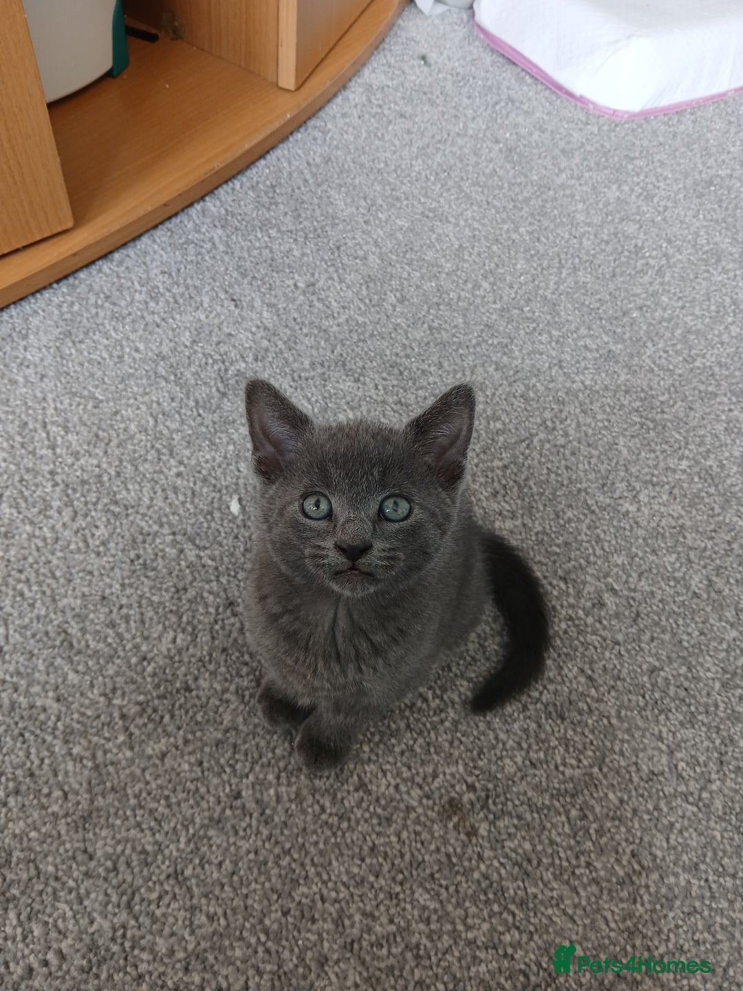 Mixed Breed cats for sale: Kittens  - Image 9
