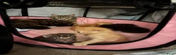 Domestic Shorthair cats for sale: Kittens looking for forever homes 4boys - Advert 11