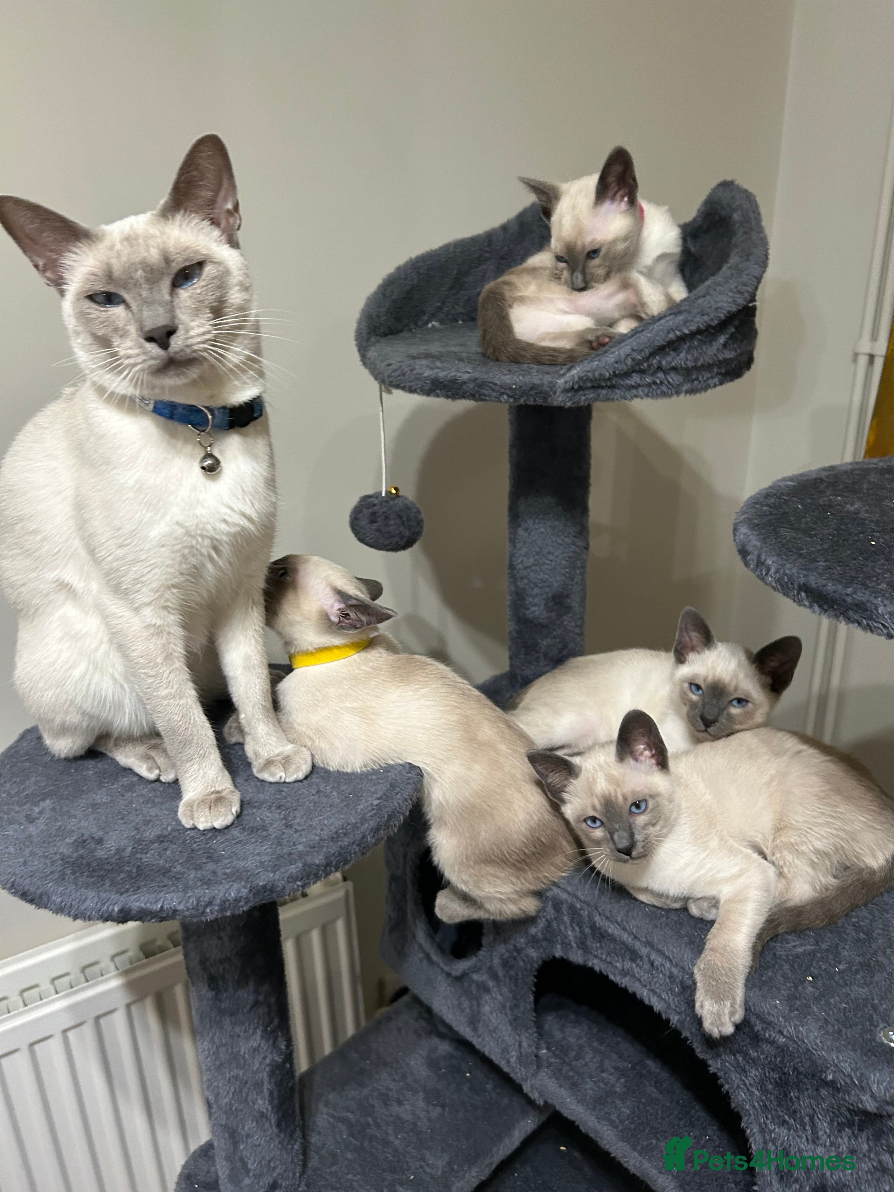 Siamese cats Orthodox Siamese - Advert 1