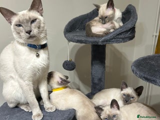 Siamese cats Orthodox Siamese - Advert 1