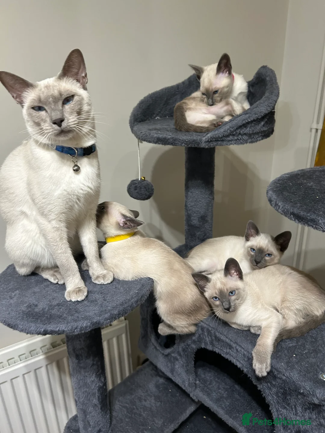 Siamese cats for sale: Orthodox Siamese - Advert 1