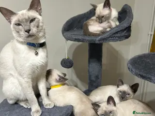 Siamese cats Orthodox Siamese - Advert 1