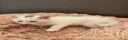 Mixed Breed cats for sale: ONLY ONE BOY WHITE KITTEN FOR SALE - Advert 7