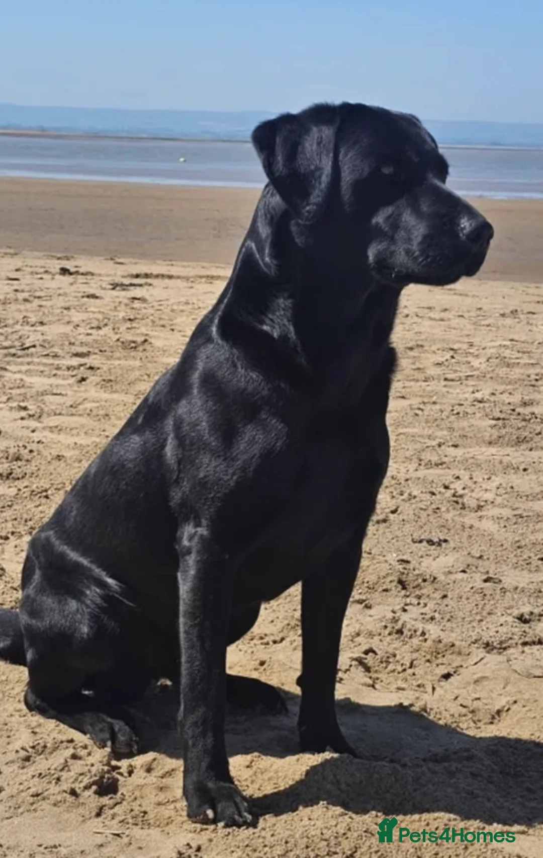 Labrador Retriever dogs for sale: Gorgeous Black Labrador Puppies  in Banstead - Advert 25