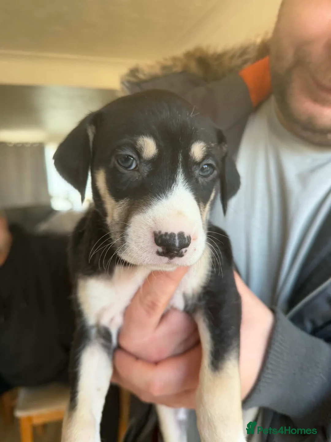 Mixed Breed dogs for sale: Puppy  - Advert 10