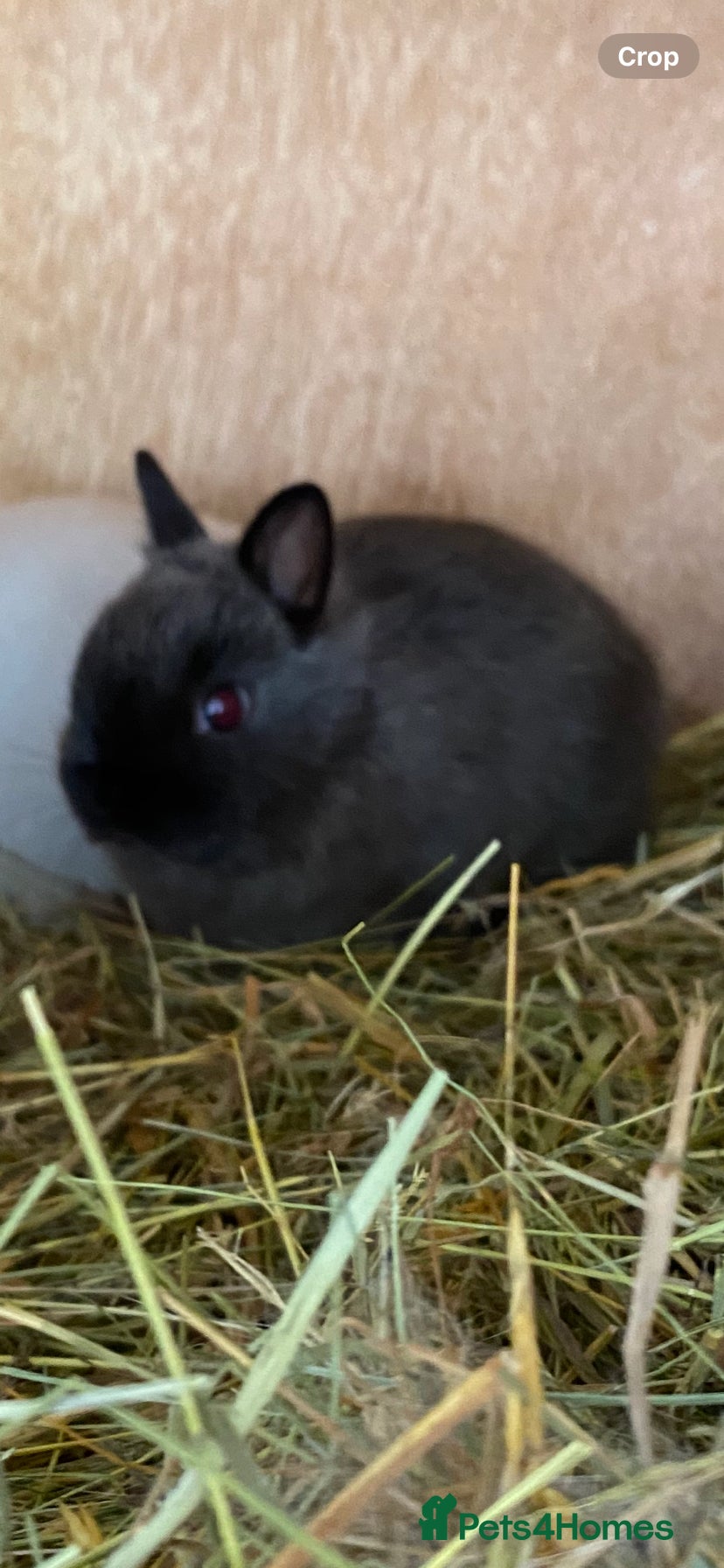 Netherland Dwarf rabbits Beautiful Netherland dwarf baby bunny  - Advert 7