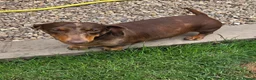 Miniature Dachshund dogs for sale: Kc registered min dachshunds bitches  - Advert 6