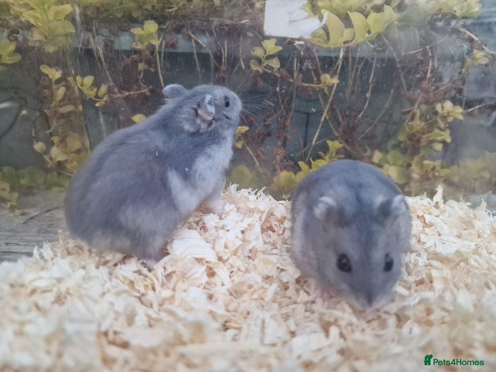 Hamster rodents  Beautiful baby winter white russian hamsters - Advert 4