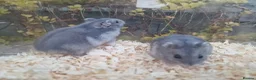 Hamster rodents for sale:  Beautiful baby winter white russian hamsters - Advert 2