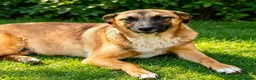 Mixed Breed dogs for adoption: 🐾🐕💙ROLLO - a Superb Boy for a Loving Home🐕🐾🏡 - Advert 6