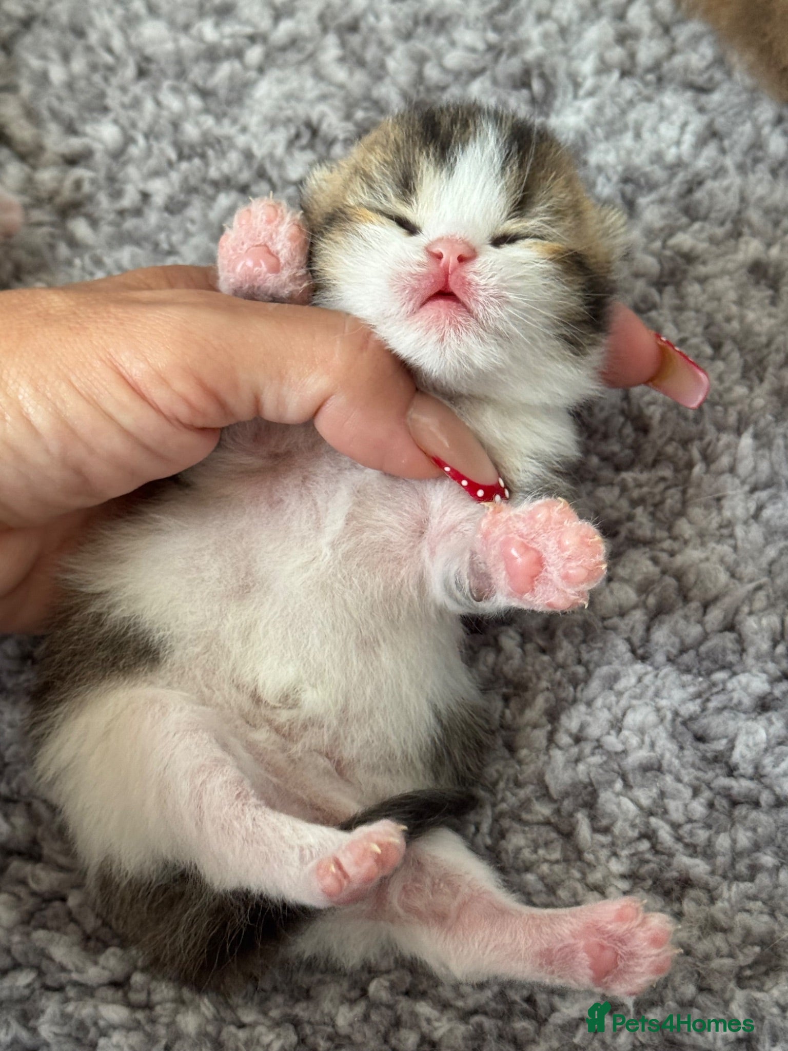 British Shorthair cats Choc/black ticked tabby white TICA reg  - Advert 5