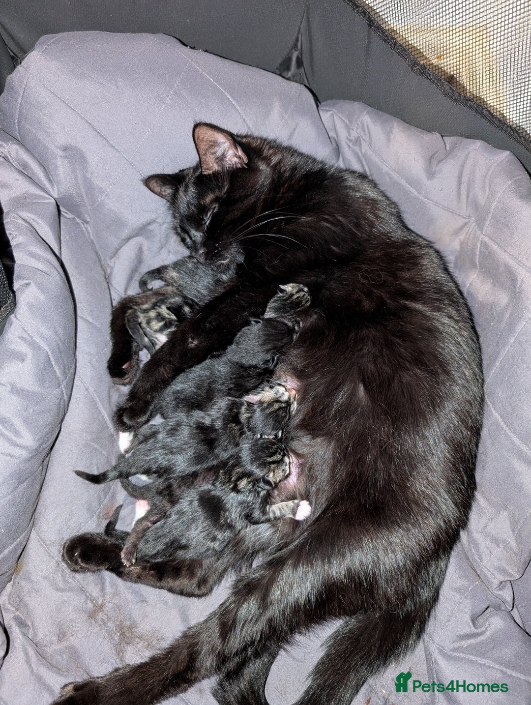 Mixed Breed cats for sale: Adorable kittens ready 12th October!! 🎃 - Image 10