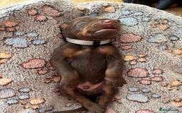 Dobermann dogs for sale: Doberman Puppies For Sale  - Image 10