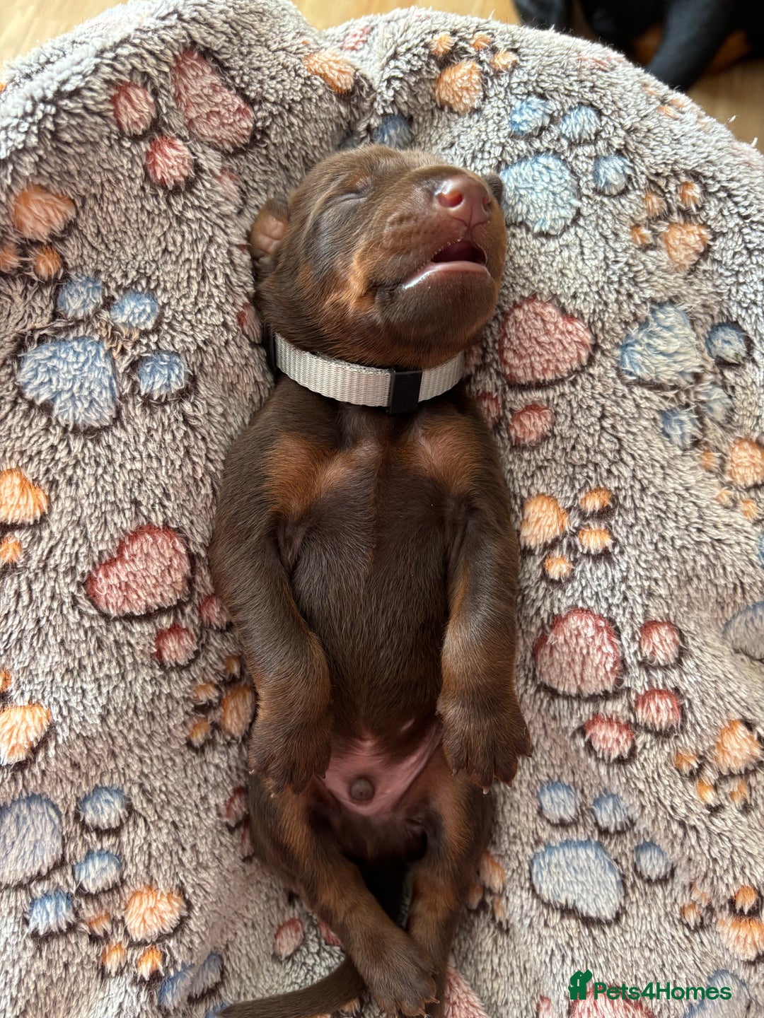 Dobermann dogs for sale: Doberman Puppies For Sale  - Image 10