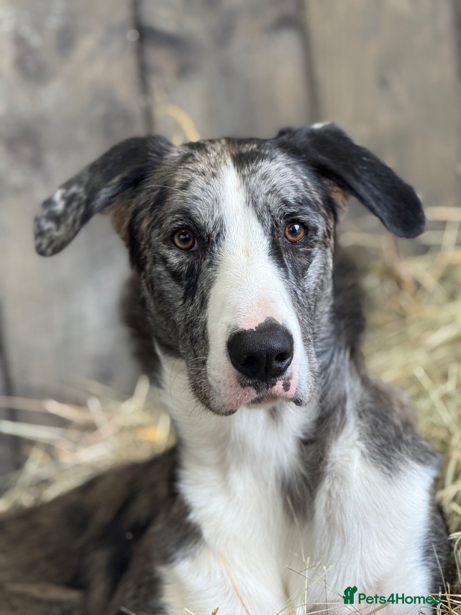 Lurcher dogs 2yo Blue Merle Lurcher, lovely kind and sweet  - Advert 2