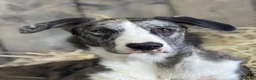 Lurcher dogs for sale: 2yo Blue Merle Lurcher, lovely kind and sweet  in Beaworthy - Advert 1